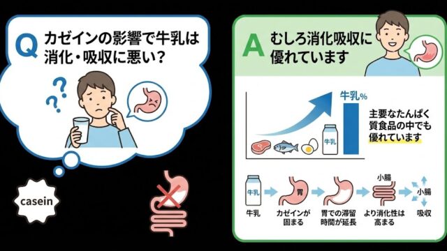 カゼインの影響で牛乳は消化・吸収に悪い？